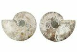 Cut & Polished, Agatized Ammonite Fossil - Madagascar #212920-1